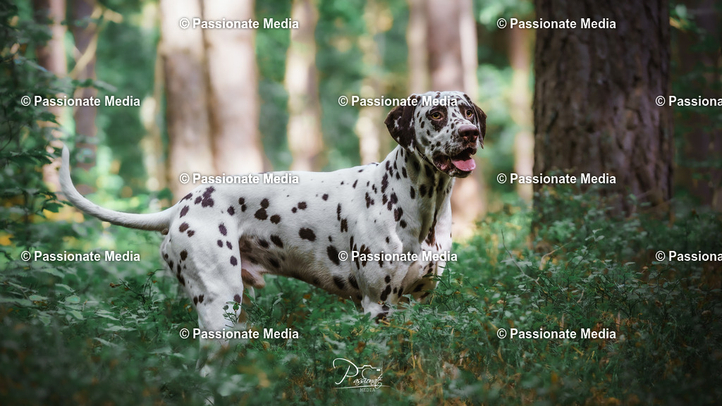 DSC06257 | Passionate Media, dein Fotograf aus Brandenburg, Märkisch Oderland, im Bereich Motorsport, Autos und Motorräder sowie Events und auch Hunde. Shootings oder auch Eventbegleitungen können bei mir gebucht we