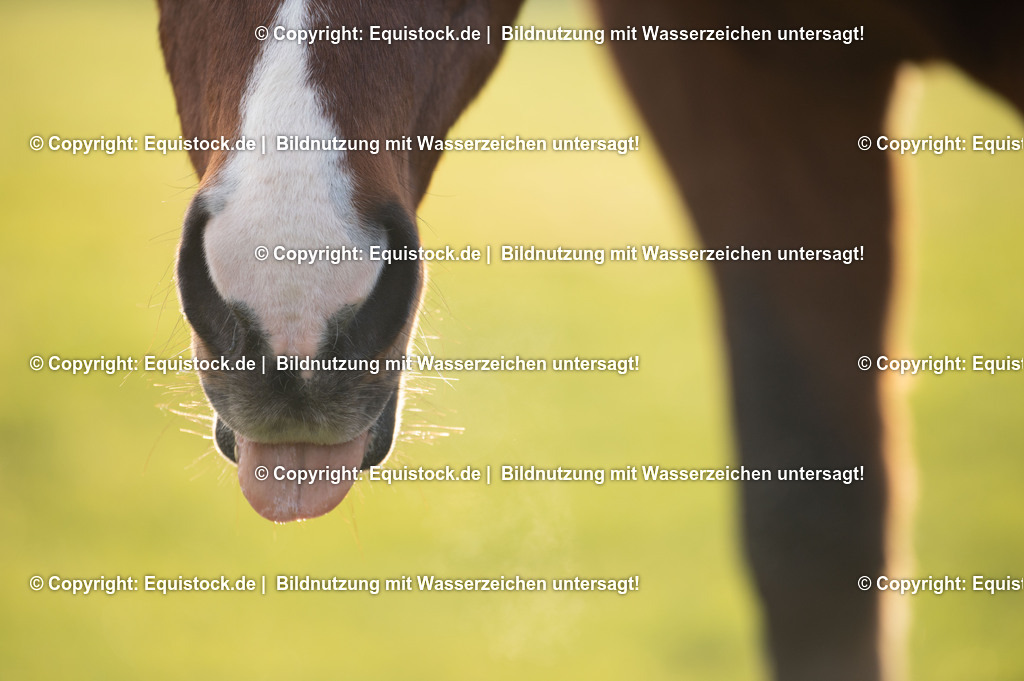 20201211_Schleckendes-Pferd_0004 | equistock