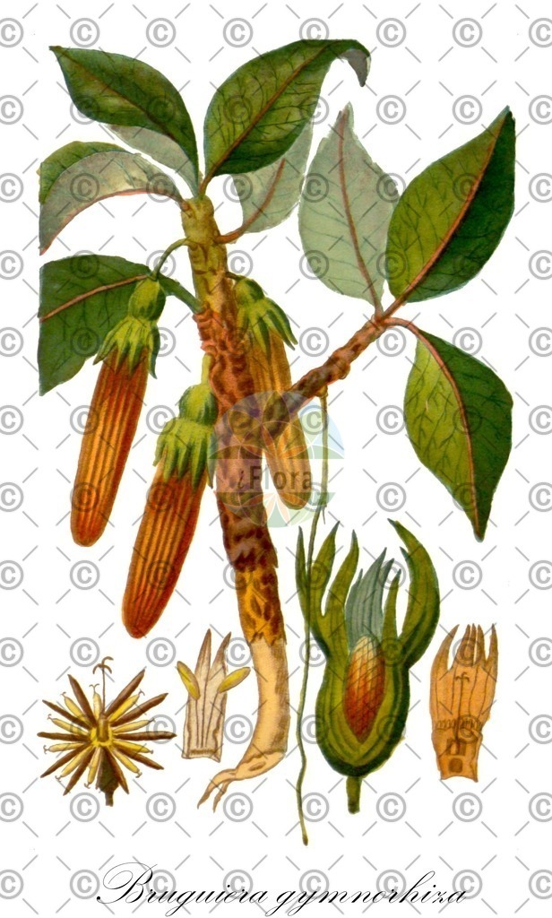 HistAbb_wfo-0000572772_1_ENZY_Simple | Historische Abbildung von Bruguiera gymnorhiza - Rhizophoraceae | Historical Illustration of Bruguiera gymnorhiza - Rhizophoraceae