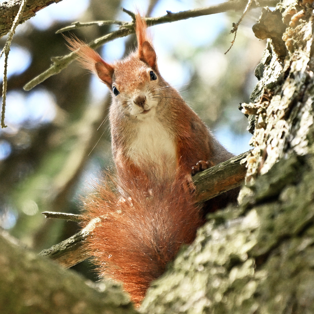 Eichhörnchen06q | lucisnaturbilder - Realisiert mit Pictrs.com