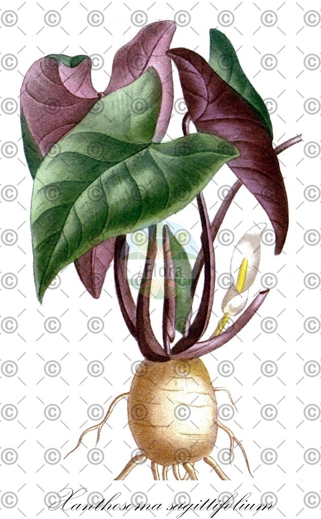 HistAbb_wfo-0001366473_1_ENZY_Simple | Historische Abbildung von Xanthosoma sagittifolium - Araceae | Historical Illustration of Xanthosoma sagittifolium - Araceae