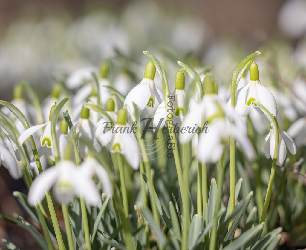 _X0A8403bea | Frank Herberich Fotografie, Frank Herberich, Fotografie, Hochzeit, Portrait, St. Peter Ording, Ording, Westerhever, Nordsee, Frank Fotografie, Hardheim,  Odenwald,Walldürn, Band,Eventfotografie - Realisiert mit Pictrs.com