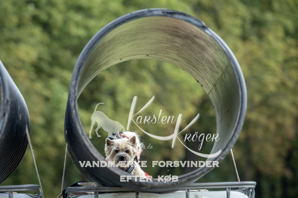 1155_ZZ90792 | kk-dogfotos