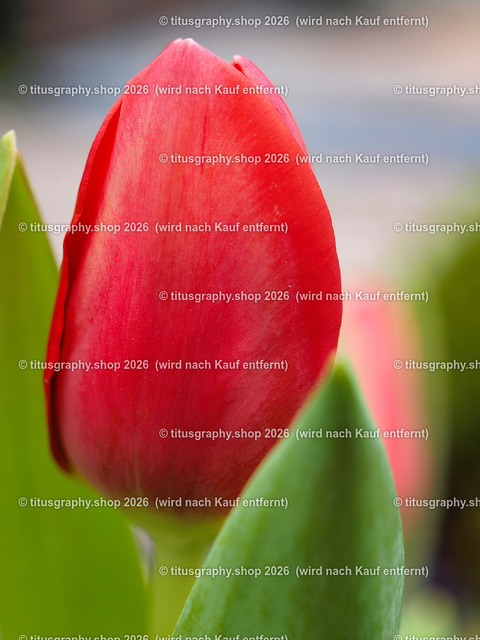titusgraphy-P5107927_var-049 | Fotokunstarbeit aus der INSTAGRAM-Gallerie auf titusgraphy.eu - Realisiert mit Pictrs.com