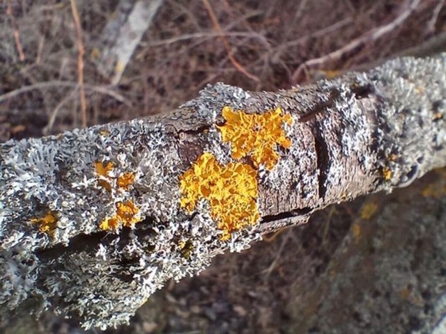 sie-fallen-jetzt-auf | Verkauf von Fotos und  Videoclips zumThema Natur.Motive sind Pflanzen, Tiere, Landschaftenund Wetter - Realisiert mit Pictrs.com