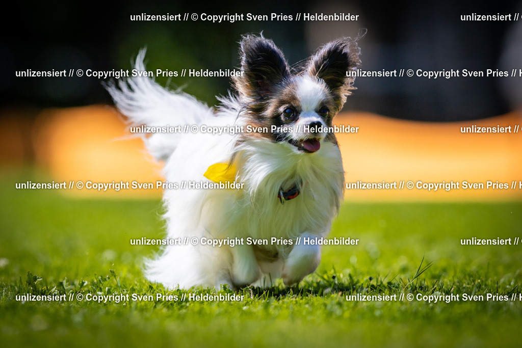 Sven Pries | 2025-08-10 - Hunderennen Durlach - Realisiert mit Pictrs.com