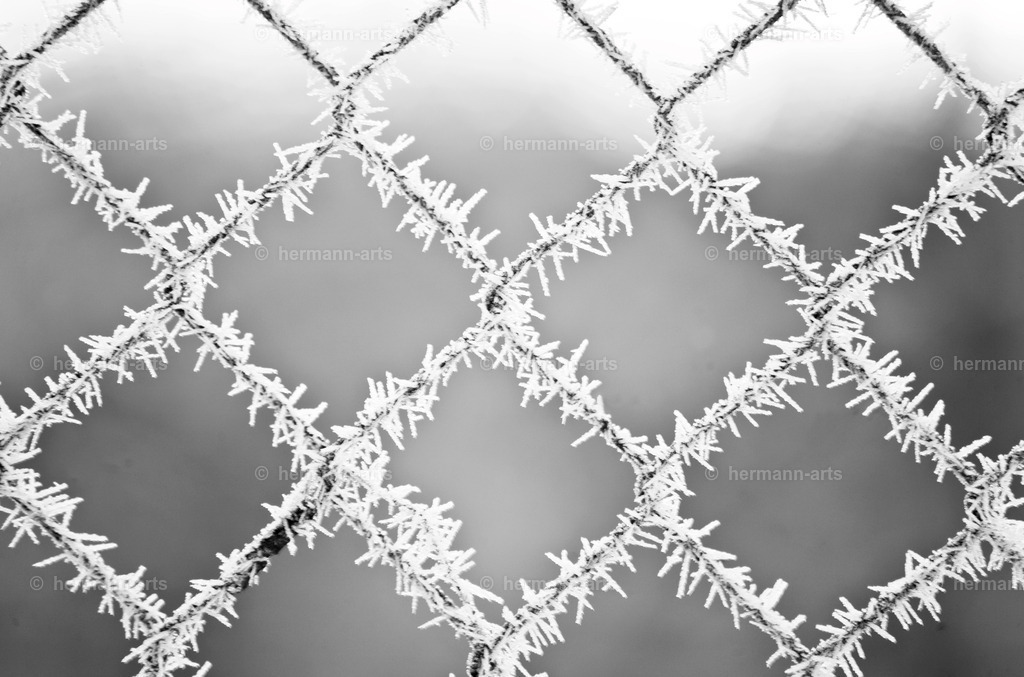 Nature-Arts-022 | Photo Foto Kunst Art schwarzweiss Bilder Rheine Münster Berlin Blumen 