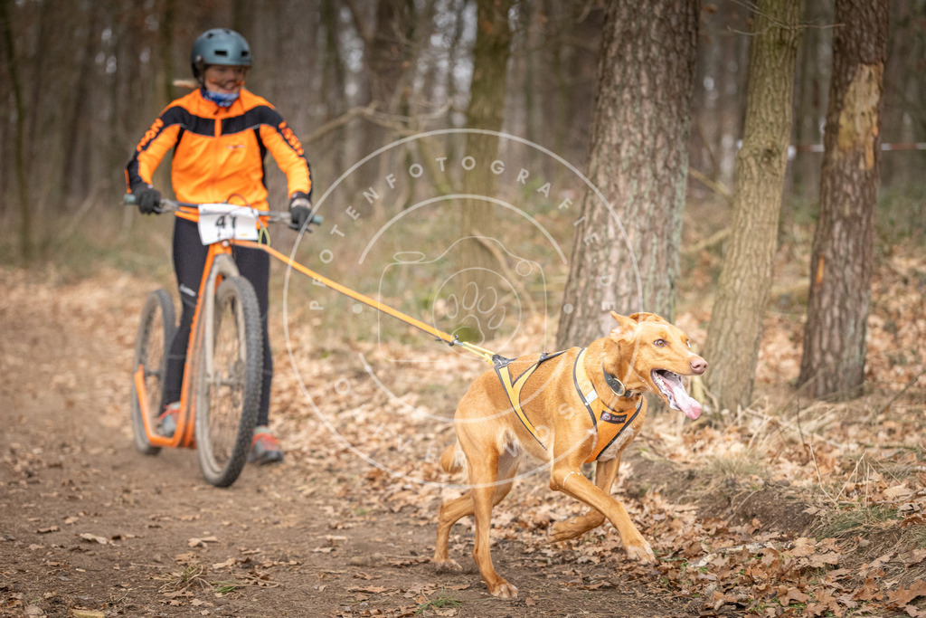 Pfotenfotografie_DV3A6752 | Hundefotografie, Tierfotograf, Pfotenfotografie, Fotoshooting Hund, Hunde Portrait, Hundesport, Hundeportraits, Heideshooting, Hunde, Sportfotograf, Hundefotograf, Turnierhundsport, THS,  - Realisiert mit Pictrs.com