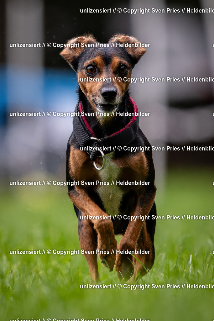 Sven Pries | 2024-10-19 - Hunderennen Ober-Grombach - Realisiert mit Pictrs.com