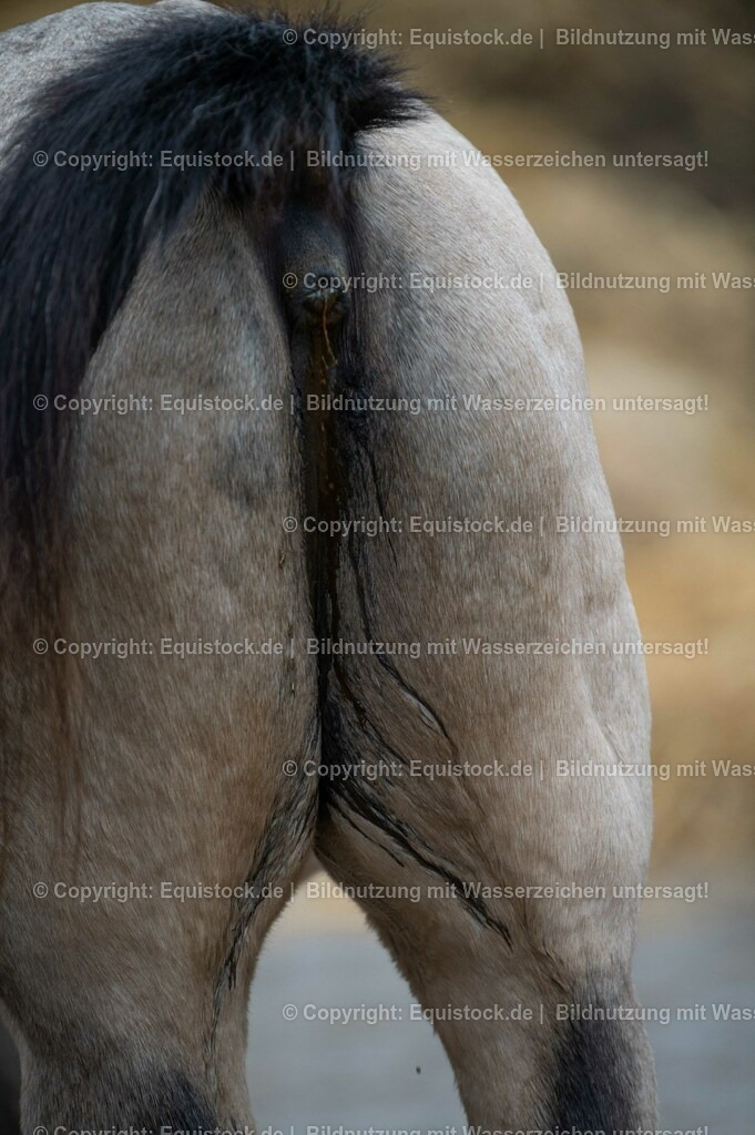 20201030_Kotwasser_0012 | equistock