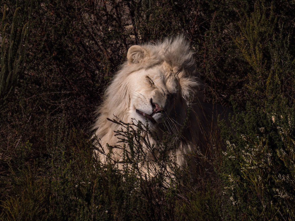 PANA3078-LR | Natur im Moment - Realisiert mit Pictrs.com