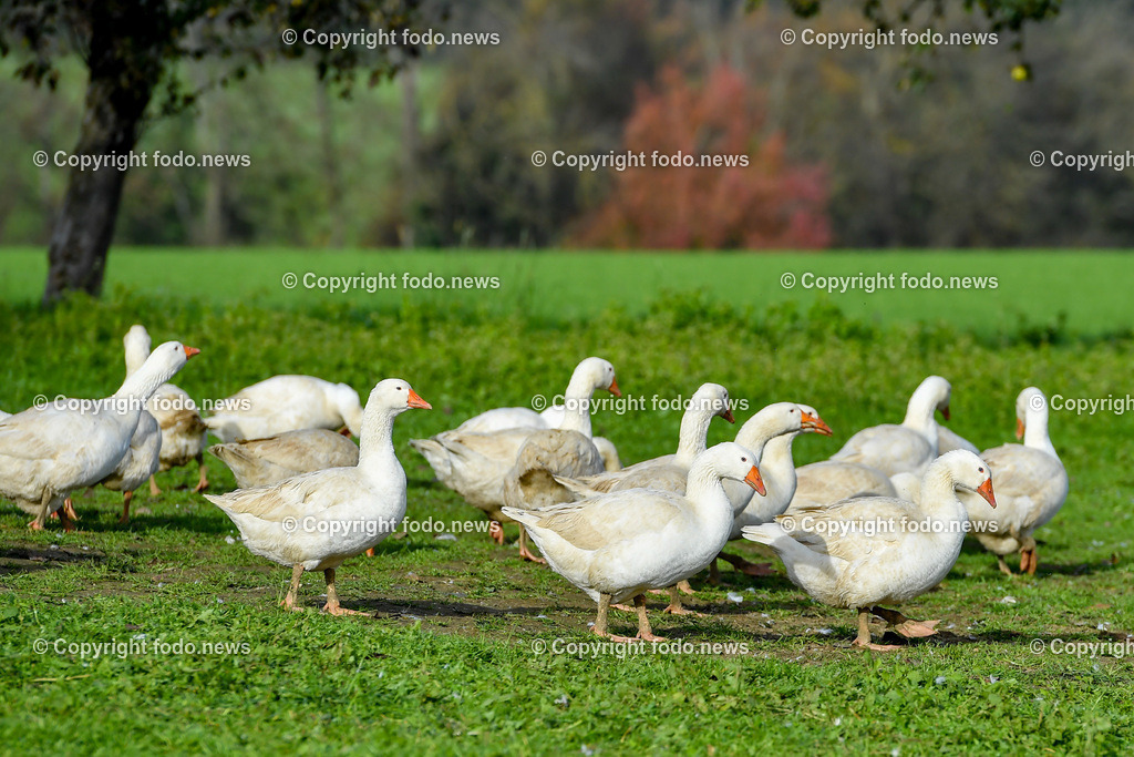 Ganslhof Hebesberger_ Weidegänse_ 01.11.2022-13 | 01.11.2022, Nussbach, AUT, Ganslhof Hebesberger, Weidegaense, im Bild Weidegaense, Weidegänse, Gans, Gänse, Martinigaense, Martinigans, Weide, Landwirtschaft