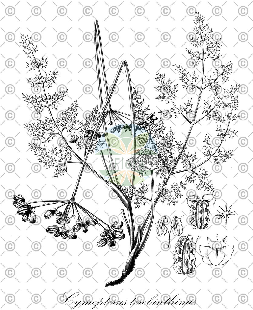 HistAbb_644_1_FLORAD_SIMPLE | Historische Abbildung von Cymopterus terebinthinus - Apiaceae | Historical Illustration of Cymopterus terebinthinus - Apiaceae