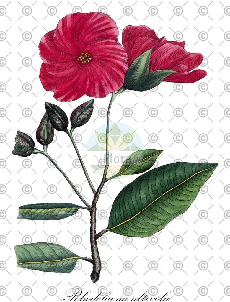 HistAbb_wfo-0001065277_1_ENZY_Simple | Historische Abbildung von Rhodolaena altivola - Sarcolaenaceae | Historical Illustration of Rhodolaena altivola - Sarcolaenaceae