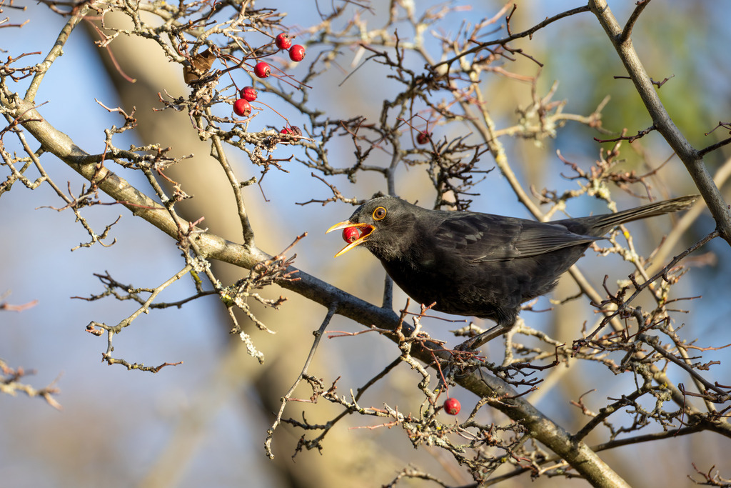 Die Amsel | Die Amsel, wissenschaftlich als Turdus merula bekannt und auch Schwarzdrossel genannt, gehört zu den bekanntesten und häufigsten Singvögeln Mitteleuropas. Ursprünglich war die Amsel ein scheuer Bewohner dichter Wälder, doch im Laufe des letzten Jahrhunderts hat sie sich erfolgreich zum Kulturfolger entwickelt. Heute ist sie ein vertrauter Anblick in unseren Gärten, Parks und städtischen Grünanlagen. Sie ist ganzjährig in Deutschland und weiten Teilen Europas zu beobachten, da sie oft zu den Teilziehern gehört: Während manche Amseln im Winter in wärmere Gebiete wie Nordafrika ziehen, bleiben viele, insbesondere die Stadtamseln, im Brutgebiet. - Realisiert mit Pictrs.com