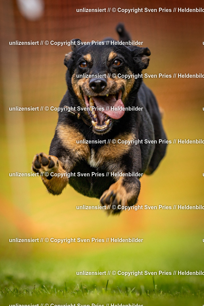 Sven Pries | 2024-09-22 - Hunderennen Baden-BadenPudelverein - Realisiert mit Pictrs.com