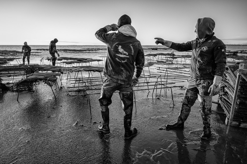 Austernzucht und -ernte auf Sylt durch Dittmeyer’s Austern-Compagnie © Holger Rüdel | Der Online-Shop von Holger Rüdel. Ausgewählte Fotografien als FineArt-Prints bestellen: Bildreportagen, Landschaften, Wildlife, History, Infrarot-Motive in Schwarzweiß und Verschiedenes.  - Realisiert mit Pictrs.com
