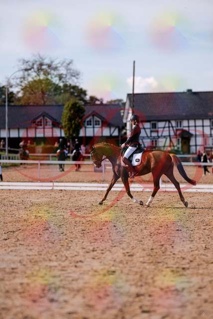 2026_10_03_Siefer-Hof_133055_Z81_84110552 | Professionelle Reitsport-, Turnier- und Eventfotografie von Robert Broda. Galerien mit ausgewählten und bearbeiteten Bildern direkt online ansehen und bestellen.