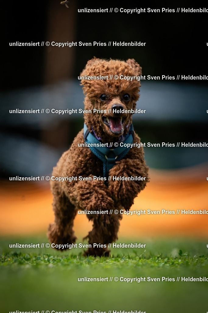 Sven Pries | 19. Allgemeines Hunderennen Karlsruhe Durlach - Realisiert mit Pictrs.com