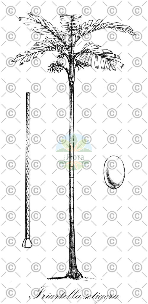HistAbb_wfo-0000732268_1_ENZY_Simple | Historische Abbildung von Iriartella setigera - Arecaceae | Historical Illustration of Iriartella setigera - Arecaceae