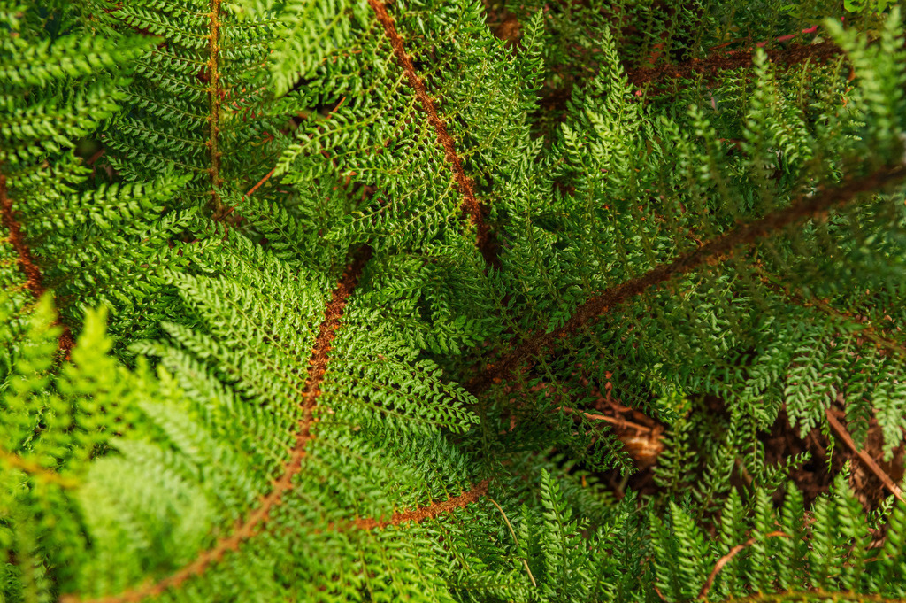 2023_08_13_HH-BOTANISCHER-GARTEN_MCP1202 | Hochwertig gedruckte Fotografien für die Wand, als Kalender und zum Verschenken. Hamburg & Norddeutschland und überall wo ich mit der Kamera unterwegs war.