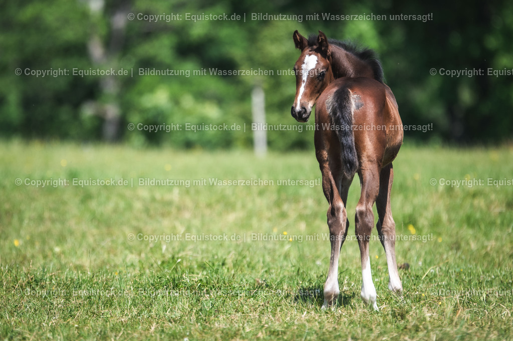 20210617_Fohlen_0156 | Foto: Thomas Hartig