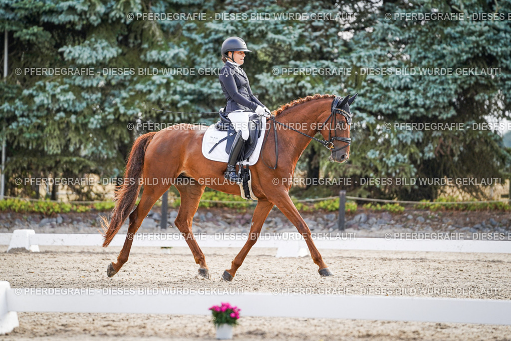 DSC00679 | Pferdegrafie