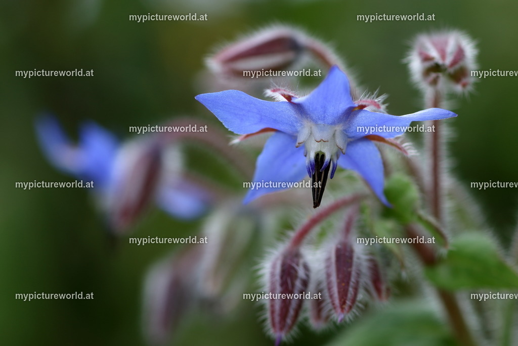 Borretsch-007 | Das Bilderarchiv über Tiere, Planzen und Landschaften. In der Bilddatenbank finden Sie ein große Auswahl an hochwertigen Bilder für Ihre Werbung - Realized with Pictrs.com