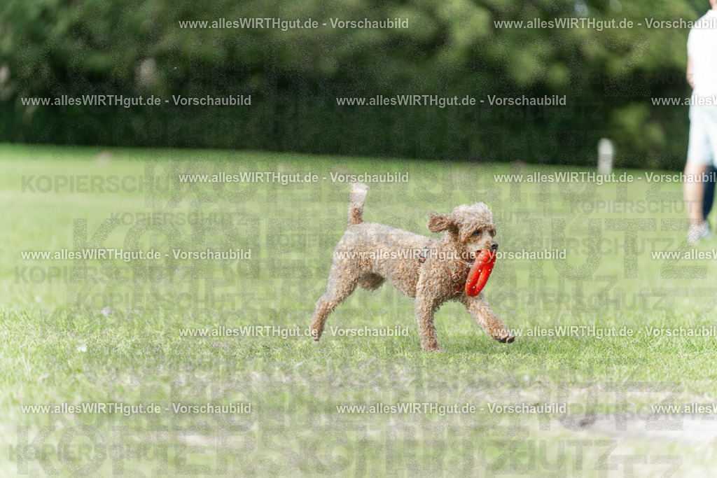 Hundeschwimmen_Volksbad_2026-allesWIRTHgut_Tierfotografie-2609061509-7R501306 | Professionelle Tierfotografie in Mönchengladbach von Daniel Wirth (allesWIRTHgut). Liebevolle & natürliche Bilder von Hunden & Katzen für unvergessliche Erinnerungen.