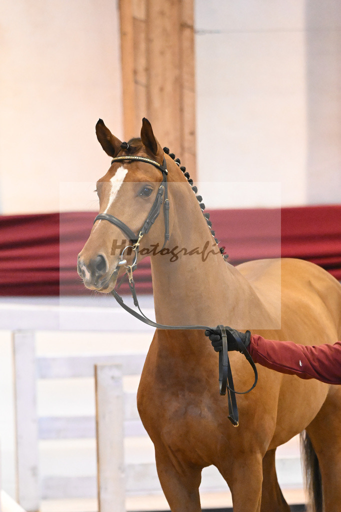 Kat-Nr. 53 v. Vingino_Bachl_66221179 | hf-fotografie - Realizzato con Pictrs.com