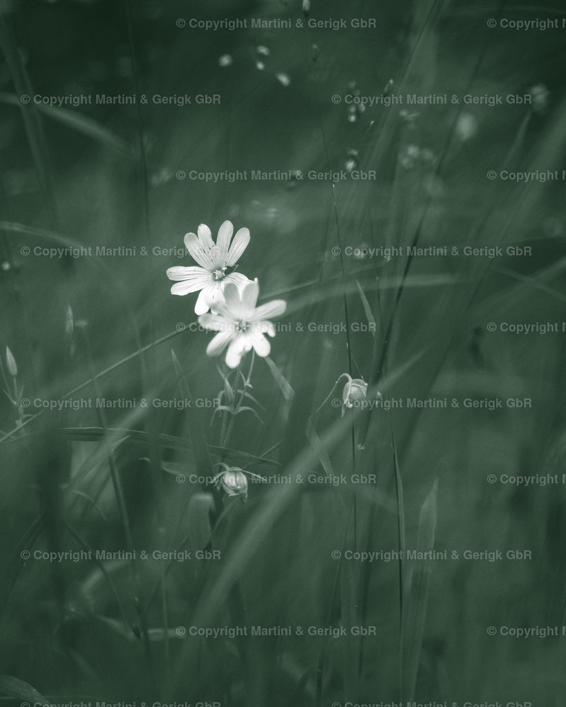 Markus Gerigk_31 | Martini & Gerigk - Realisiert mit Pictrs.com