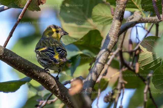 201775 | Tierfotografie, Tierkalender, Tierbilder, Insekten, Spinnen, Vögel, Schmetterling, Libellen, Leinwand, Colorkey, Qualität, Geschenkartikel, Geschenk - Realisiert mit Pictrs.com
