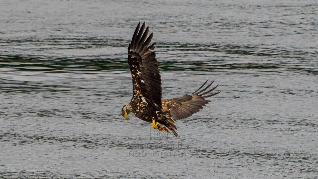 P1628613-Bearbeitet-2023-LR | Natur im Moment - Realisiert mit Pictrs.com