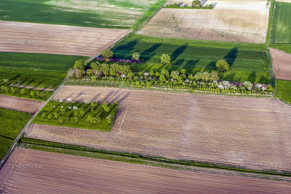 Vue aérienne: Arbres fruitiers en fleurs dans le champ à Surbourg dans le département Bas Rhin, France – .Photo: IMG_10658.jpg prise le 04/05/2008 par Werner Riehm/FLY-FOTO.eu – Résolution de l'original: 3230 x 2153 px