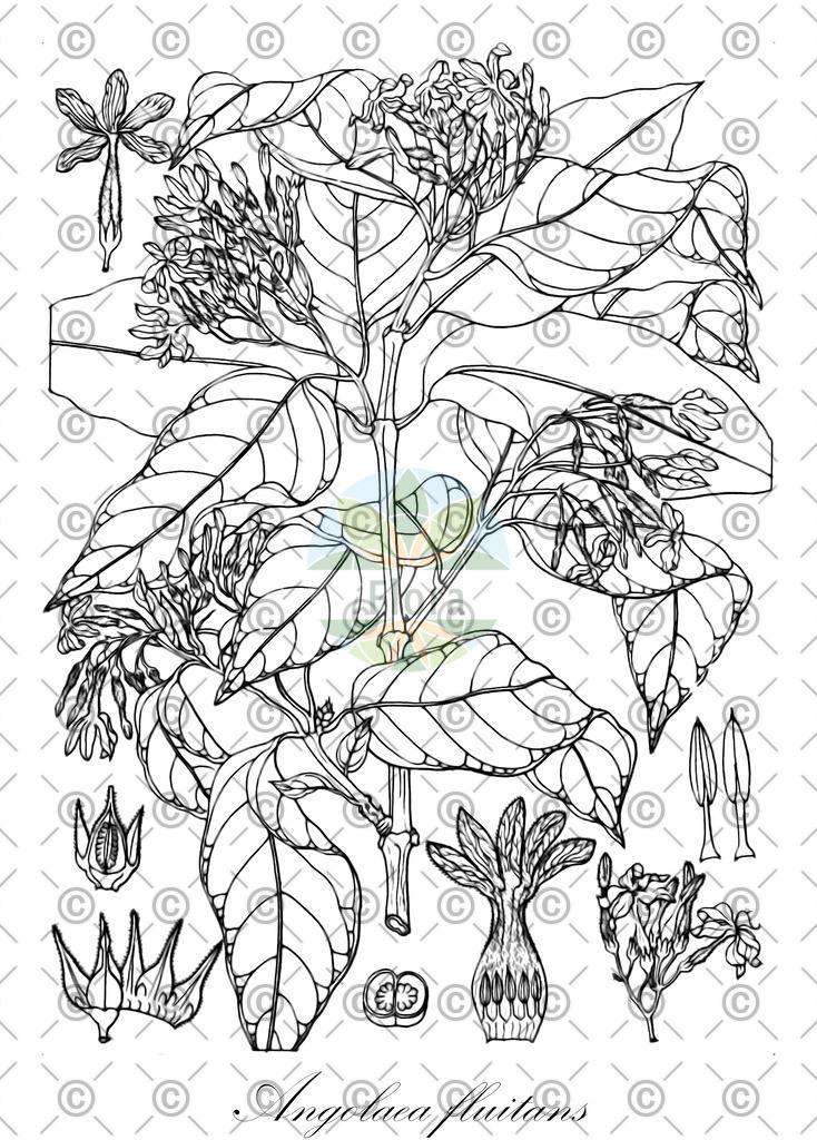 HistAbb_wfo-0000536542_550_ENZY_Simple | Historische Abbildung von Angolaea fluitans - Podostemaceae | Historical Illustration of Angolaea fluitans - Podostemaceae