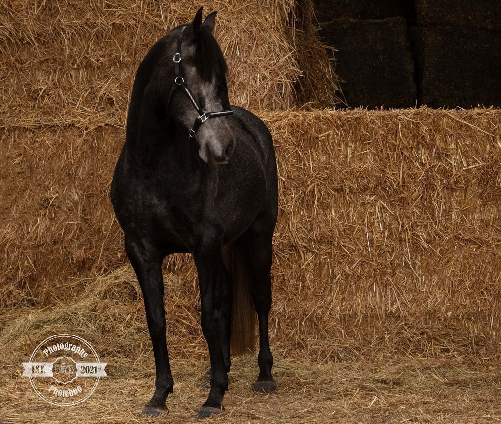 Lieblingsbilder_Photoboo_13 | Pferde- und Hundefotografie in Köln und Umgebung von Vanessza Csuka - Realisiert mit Pictrs.com