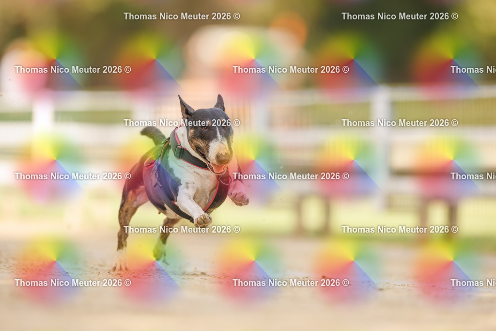 Thomas_Nico_Meuter(C)_03. Oktober 2026_223A7144 | Bild von Thomas Nico Meuter - Realisiert mit Pictrs.com