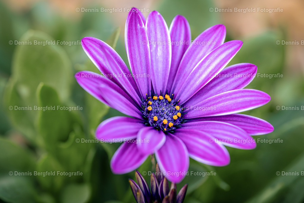 Flower 18 | Entdecken Sie Natur, Makro und Tierfotografie von Dennis Bergfeld.Besondere Momente und Details der Natur, hochwertig als Foto und Wandbild erhältlich. - Realisiert mit Pictrs.com
