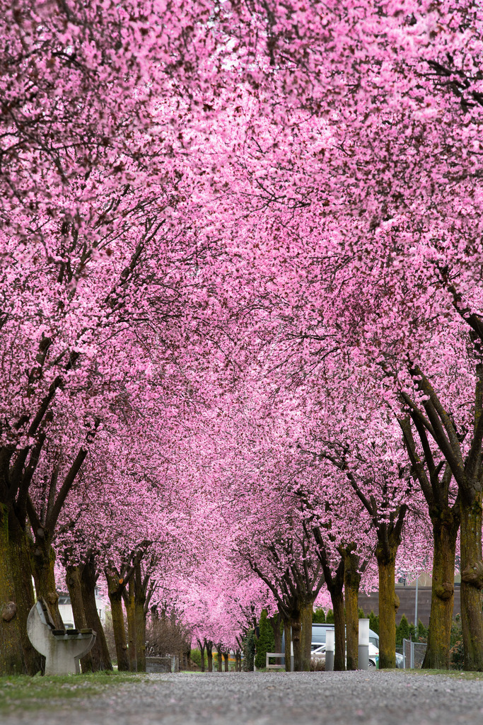 Japanische Blutpflaume | Blüte in Zams