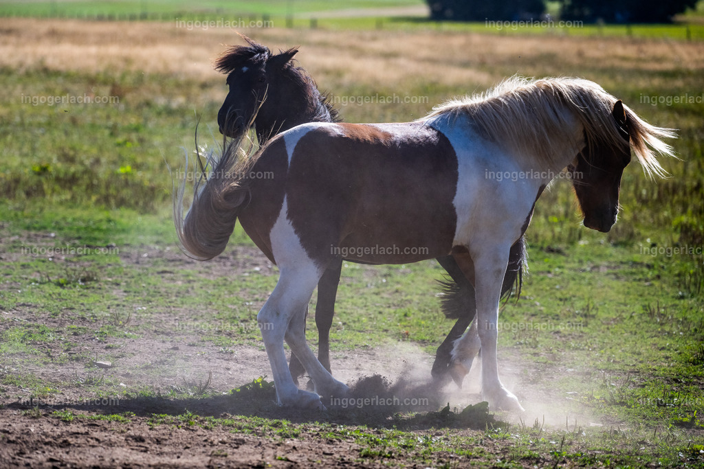 Islandhengste | Ingo Gerlach
