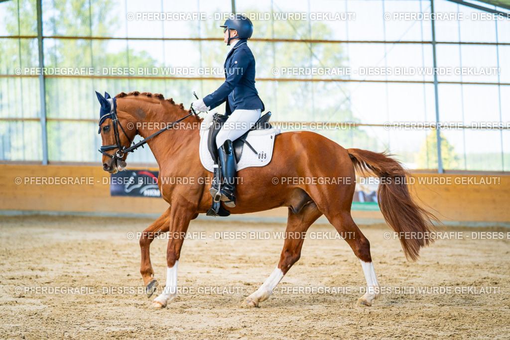 DSC06519 | Pferdegrafie