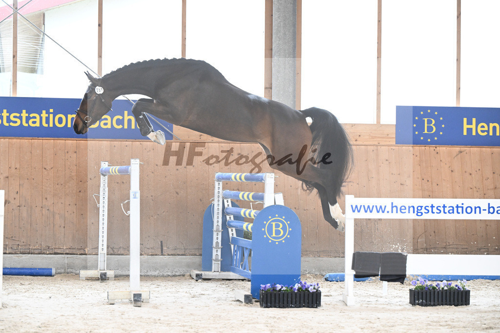 Kat-Nr. 50 Chaccalina v. Cordynox_Feichtner_7240319 | hf-fotografie - Realisiert mit Pictrs.com