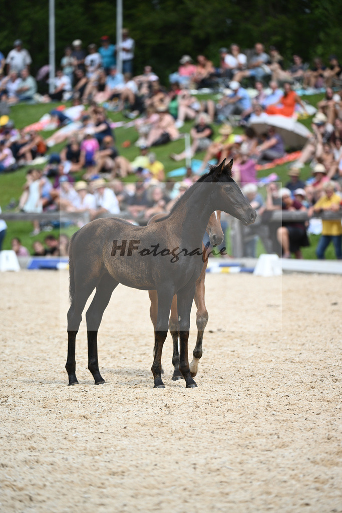 Stuten mit Fohlen_36240435 | hf-fotografie - Realisiert mit Pictrs.com