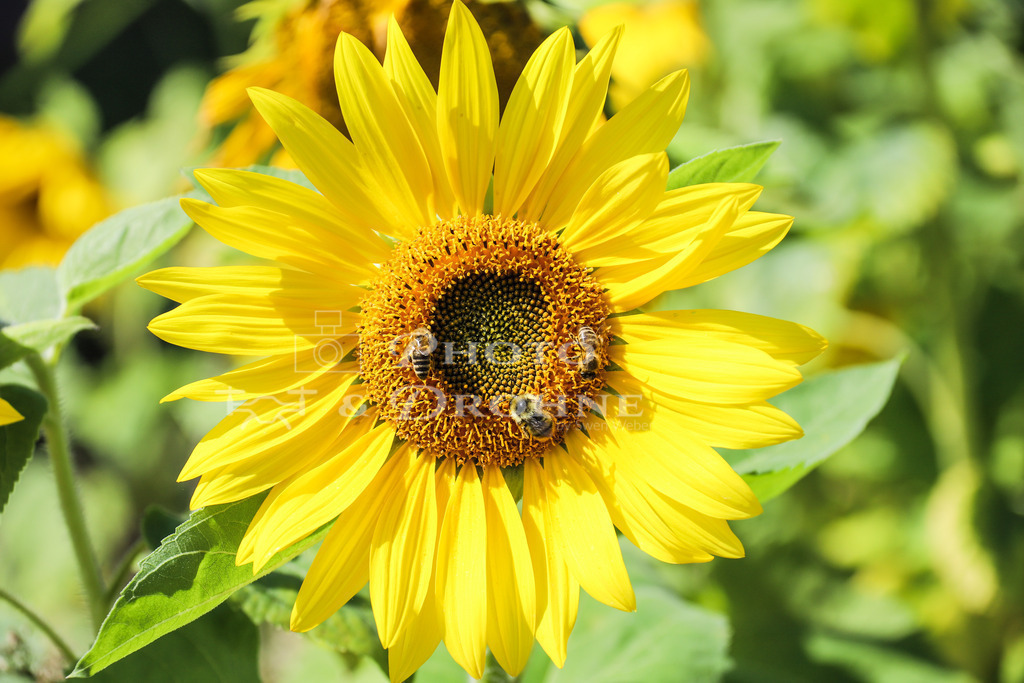 boppard-0890 | Sonnenblumen sind eine beliebte Nahrungsquelle für Bienen und andere Insekten. Sonnenblumen werden hauptsächlich für die Gewinnung von Sonnenblumenöl angebaut. Dieses Sonnenblumenfeld befindet sich in Boppard - Realisiert mit Pictrs.com