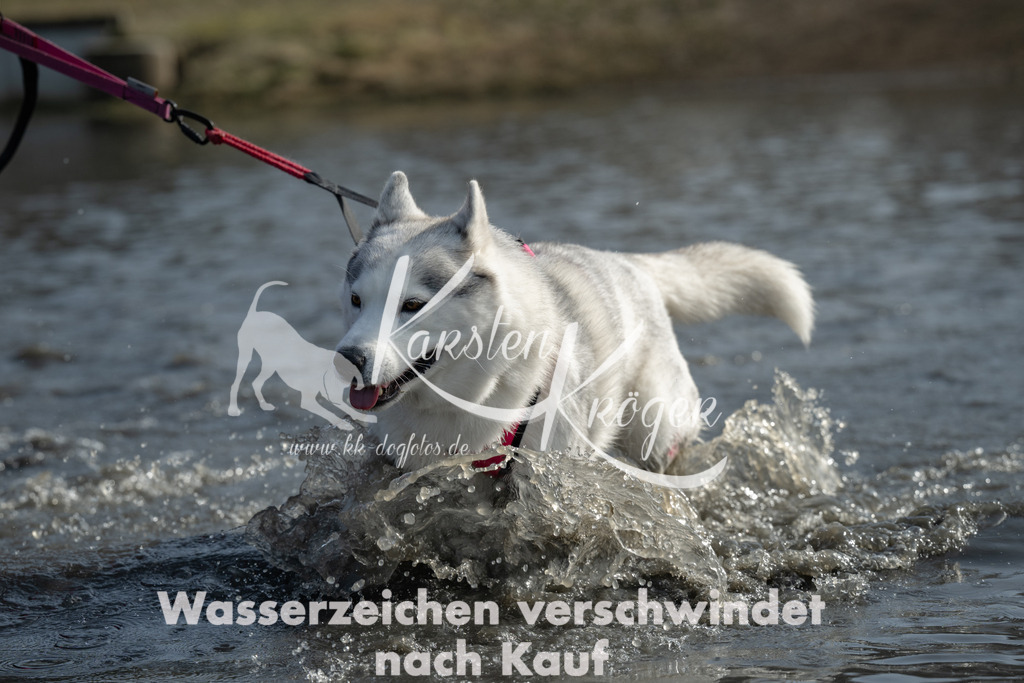 1232_ZZ90411 | kk-dogfotos