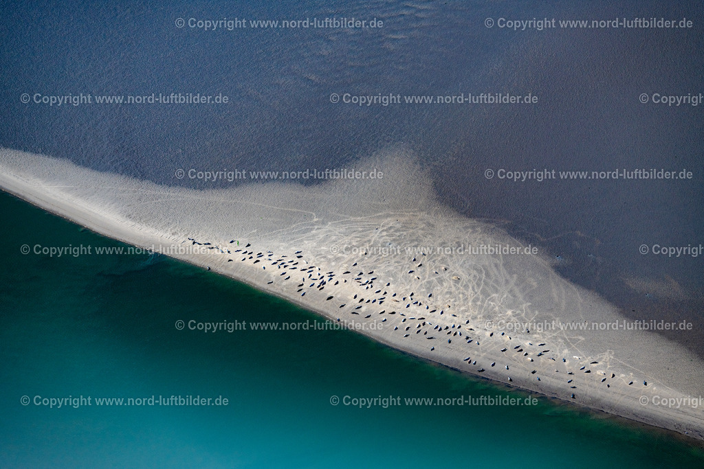 Norderney_Robben_Und_Seehundbank_Sandbank_Wattenmmer_ELS_5620050923 | NORDERNEY 05.09.2023 Küsten- Landschaft und Sandbank - Strukturen Robben und Seehunde auf einer Sandbank " Seehundbank " in Norderney im Bundesland Niedersachsen, Deutschland. // Coastal landscape and sandbank structures Seals and harbor seals on a sandbank "Seehundbank" in Norderney in the state Lower Saxony, Germany. Foto: Martin Elsen