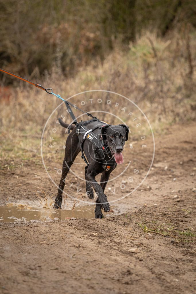 DV3A3090 | Hundefotografie, Tierfotograf, Pfotenfotografie, Fotoshooting Hund, Hunde Portrait, Hundesport, Hundeportraits, Heideshooting, Hunde, Sportfotograf, Hundefotograf, Turnierhundsport, THS,  - Realisiert mit Pictrs.com