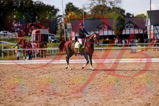 2026_10_03_Siefer-Hof_132513_Z81_74709611 | Professionelle Reitsport-, Turnier- und Eventfotografie von Robert Broda. Galerien mit ausgewählten und bearbeiteten Bildern direkt online ansehen und bestellen.