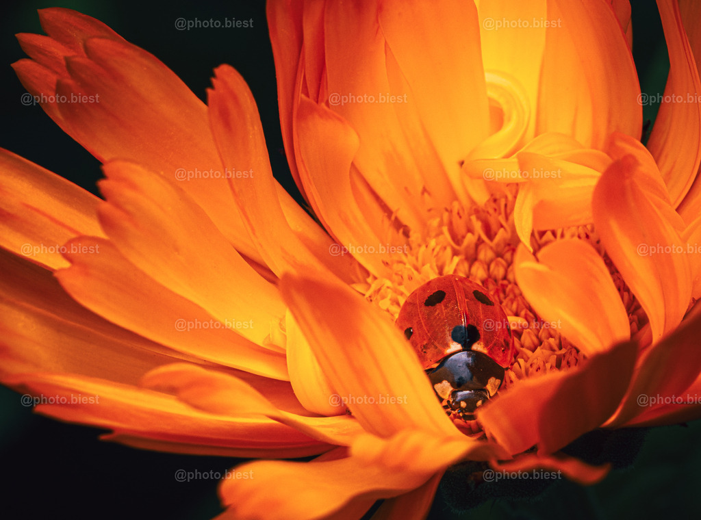 Feuerblüte | Ein Marienkäfer in einer feurigen Blüte. - Realisiert mit Pictrs.com