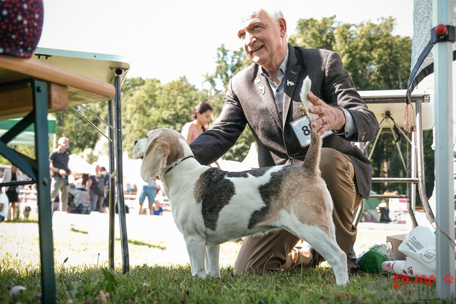 CACIB Aarau | CACIB Aarau, Swiss Dog Show  28062025 Foto: Leo Wyden